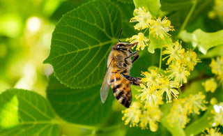 Siberian Honey: Nature's Superpower