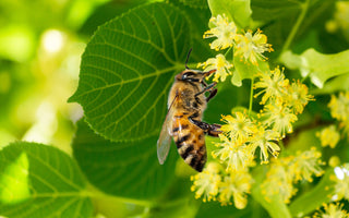 Siberian Honey: Nature's Superpower