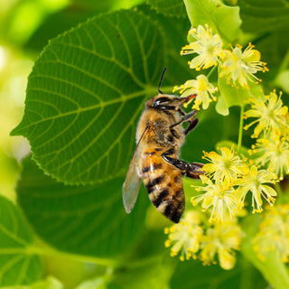 Siberian Honey: Nature's Superpower