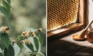 Healing Power of Propolis: Nature’s Strongest Antibiotic