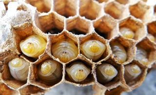 Drone Brood Homogenate: Nature’s Endocrine Bioregulator