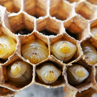 Drone Brood Homogenate: Nature’s Endocrine Bioregulator