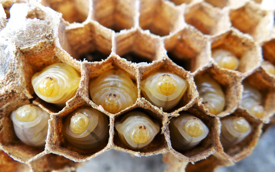 Drone Brood Homogenate: Nature’s Endocrine Bioregulator