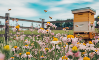 7 Myths About Propolis and Bee Products You Should Stop Believing