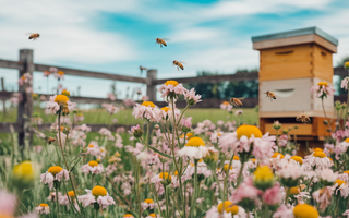 7 Myths About Propolis and Bee Products You Should Stop Believing
