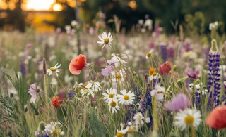 Natural Honey Remedies for Dubai Heat