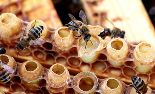Royal Jelly: Biochemistry & Mechanisms of Action