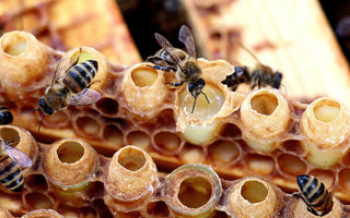 Royal Jelly: Biochemistry & Mechanisms of Action