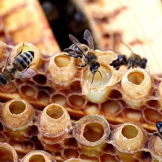 Royal Jelly: Biochemistry & Mechanisms of Action